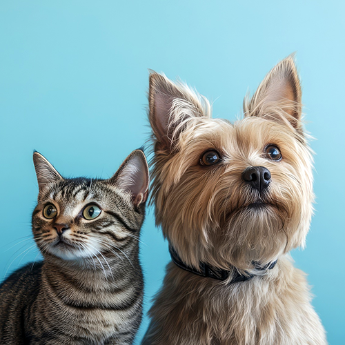 Mascotas